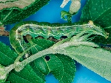 Anomis sabulifera